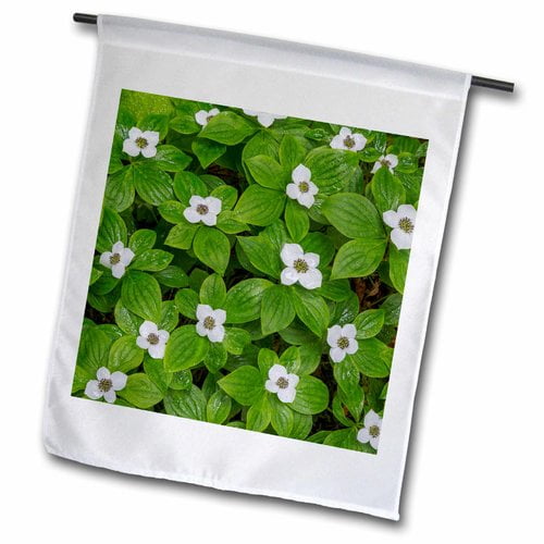 Columbine Flower Yankee Boy Basin 12 by 18 3dRose USA - Garden Flag Colorado Rocky Mountains Columbine Flower Yankee Boy Basin 12 by 18 3dRose USA - Garden Flag Colorado Rocky Mountains